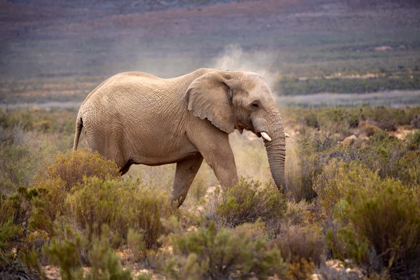 Aquila Safari Elephant